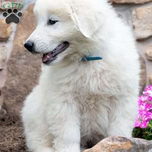 LAKOTA, Maremma Sheepdog Puppy